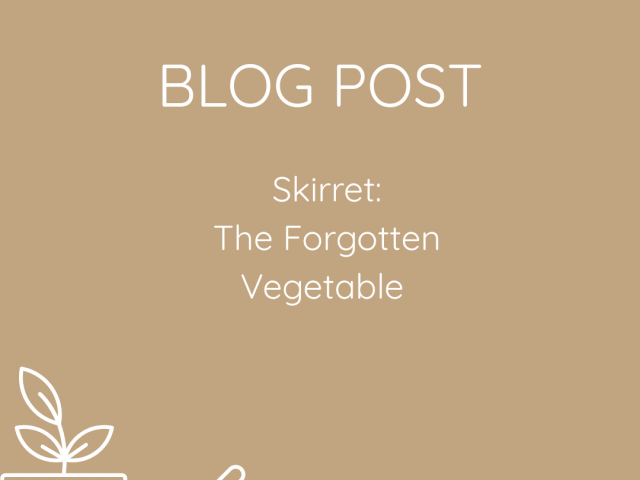 Skirret – The Forgotten Vegetable – Herbaceous Perennial