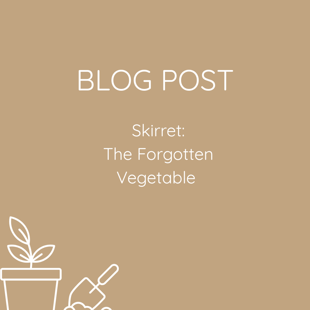 BLOG POST. Skirret – The Forgotten Vegetable – Herbaceous Perennial. Outline of flower pot and trowel.