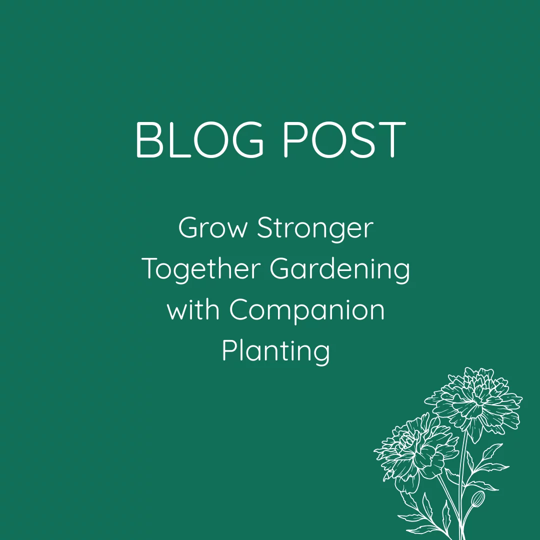BLOG POST Grow Stronger Together Gardening with Companion Planting Outline of a Marigold.