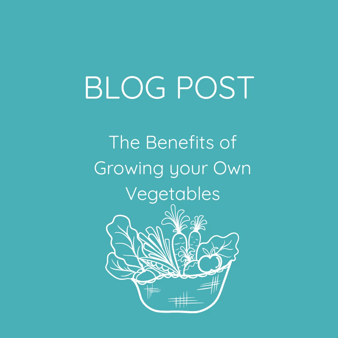 The Benefits of Growing your own Vegetables