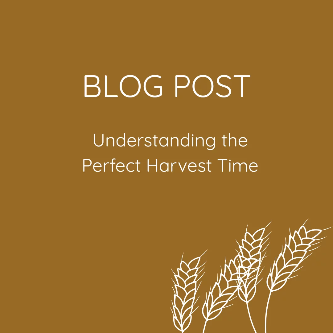 Understanding the Perfect Harvest Time