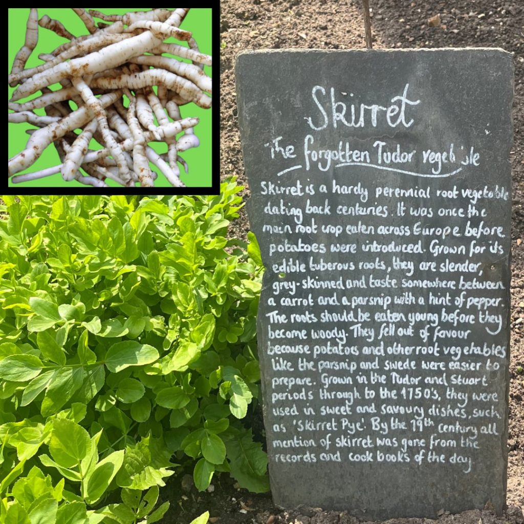 Skirret – The Forgotten Vegetable – Herbaceous Perennial Image of the plant, vegetable and chalkboard gardeners notes