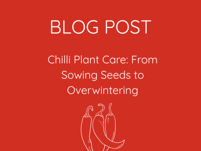 Chilli Plant Care: From Sowing Seeds to Overwintering