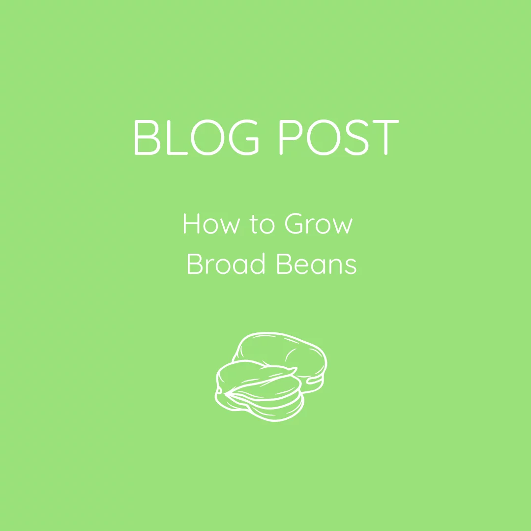 A Guide to Growing Broad Beans this Spring