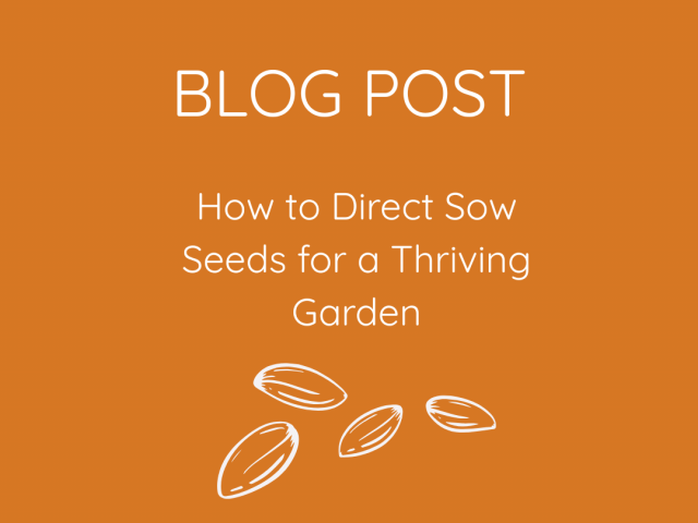 How to Direct Sow Seeds for a Thriving Garden
