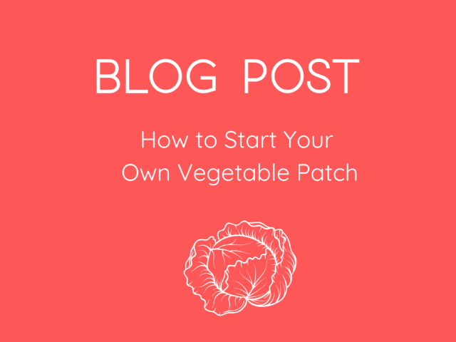 How to Start Your Own Vegetable Patch