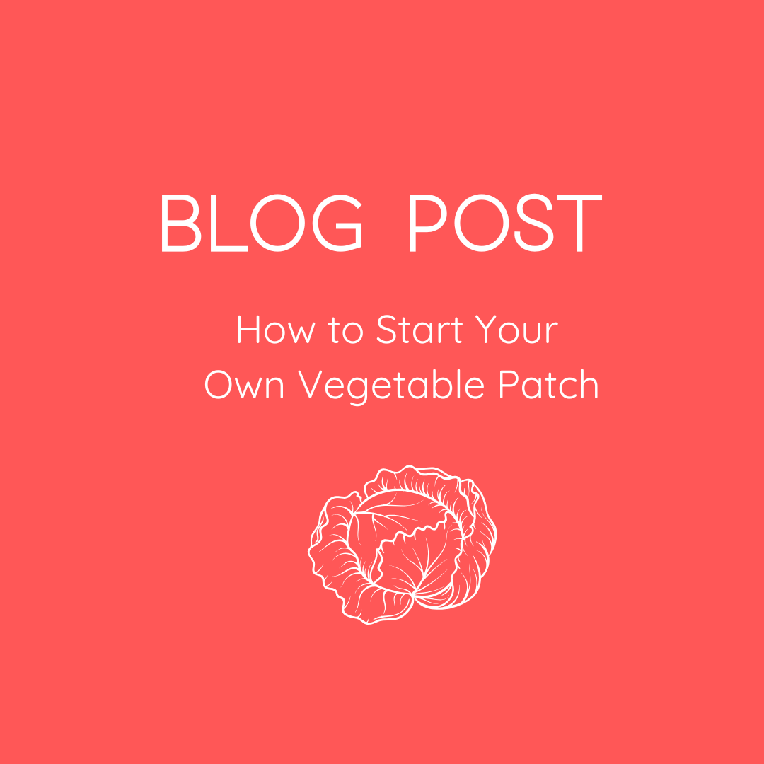 Blog Post. How to Start Your Own Vegetable Patch