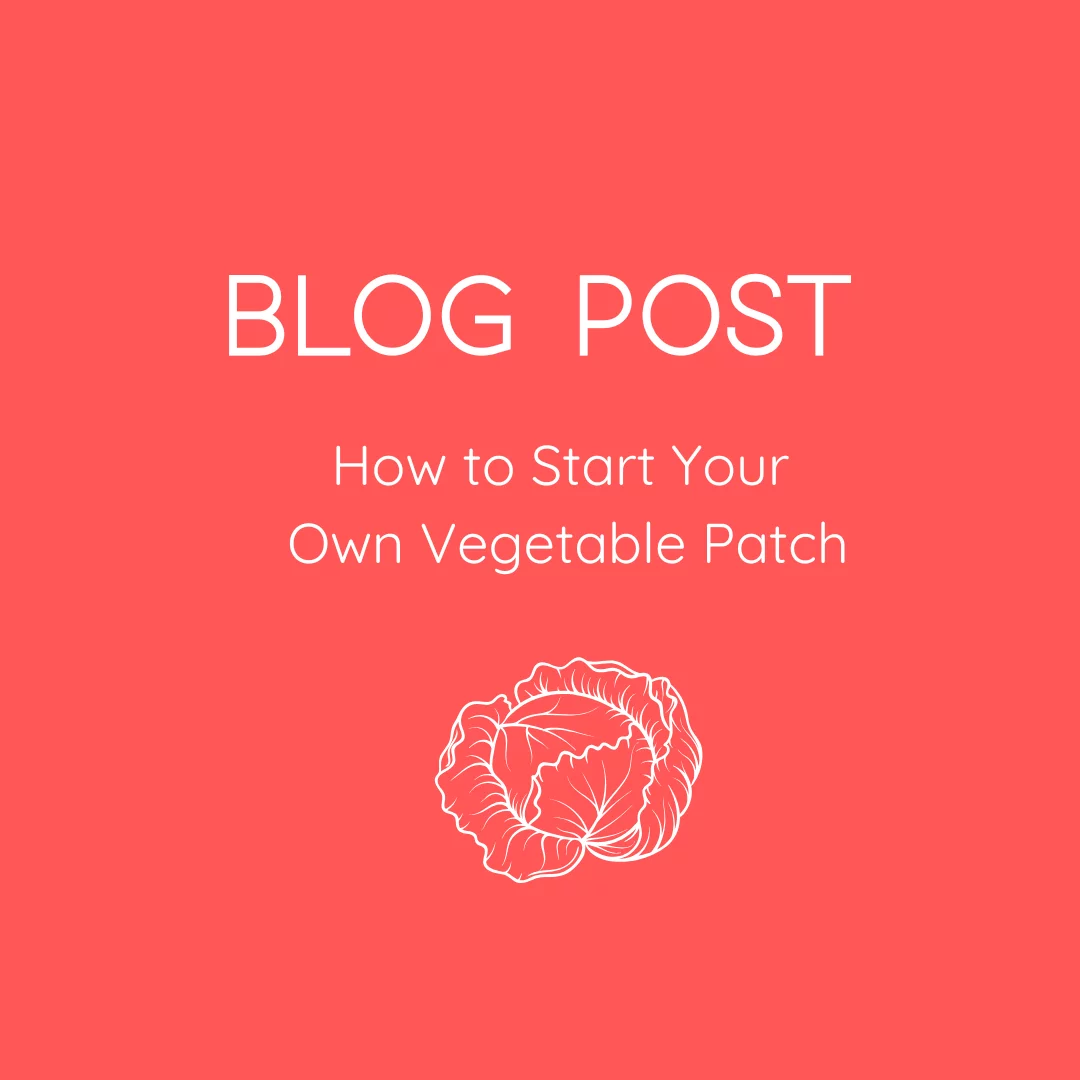 How to Start Your Own Vegetable Patch