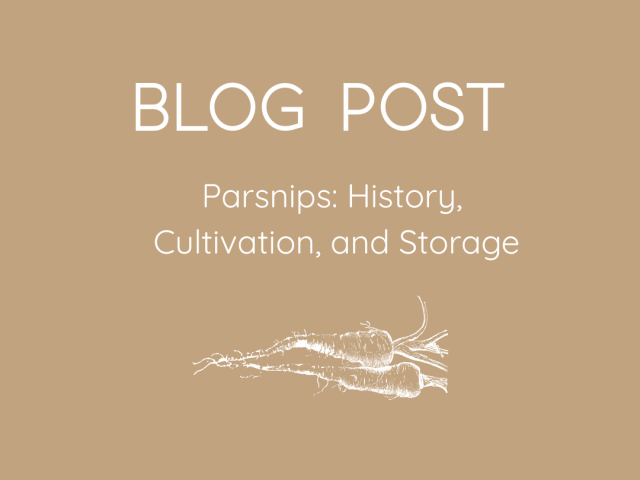Parsnips: History, Cultivation, and Storage