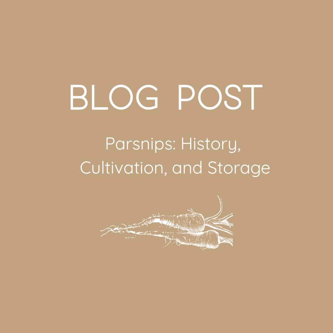 Blog Post. Parsnips: History, Cultivation, and Storage