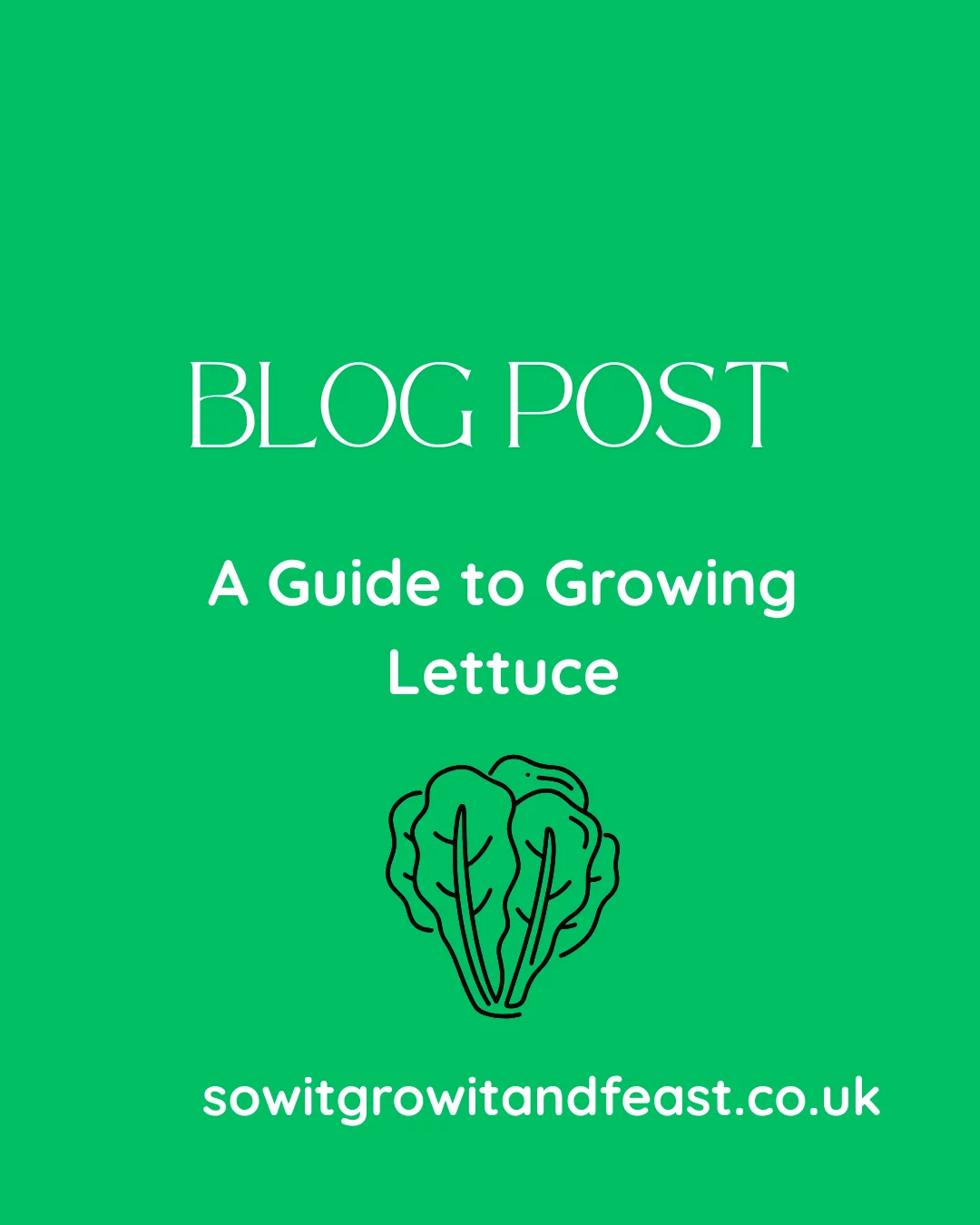 A Guide to Growing Lettuce