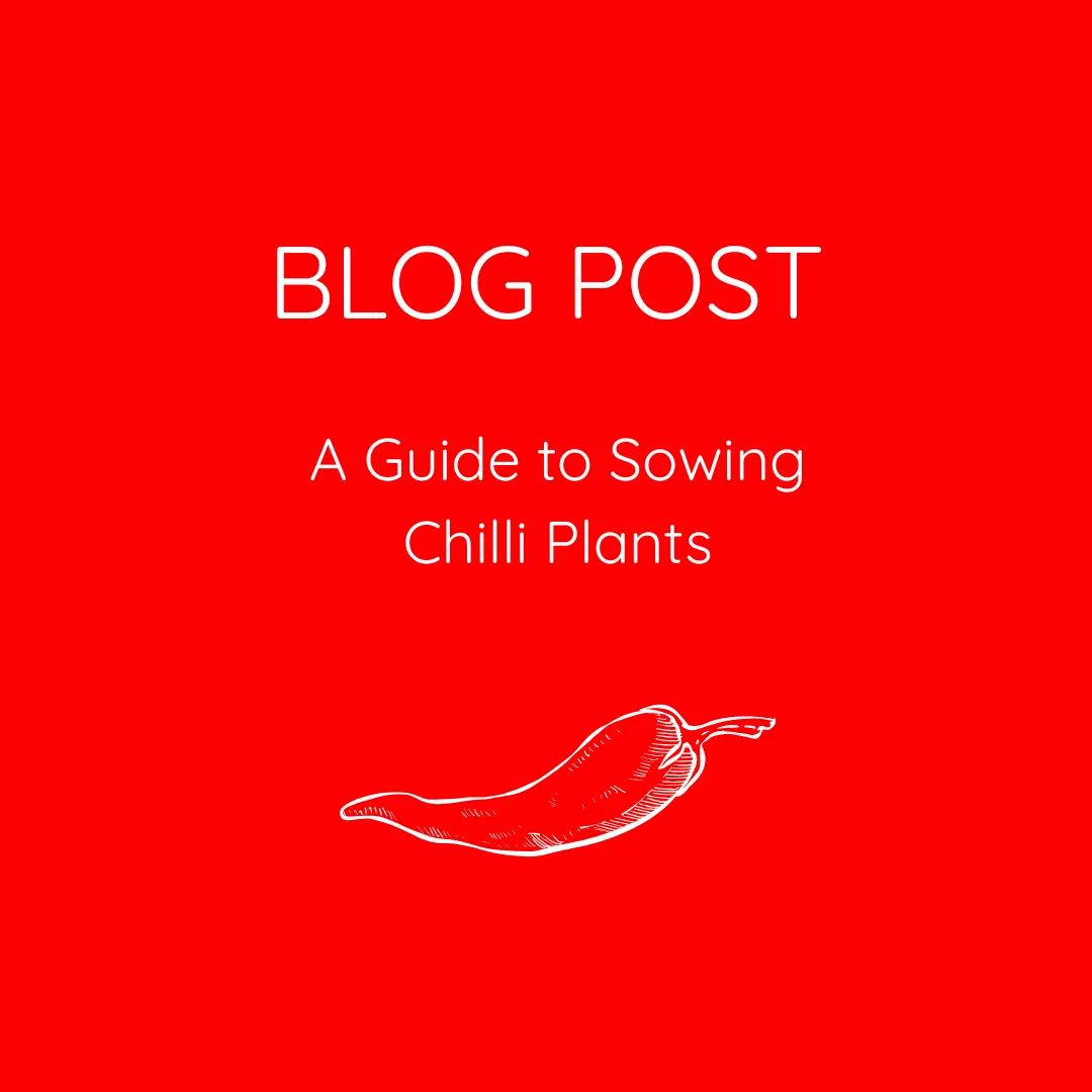 A Guide to Sowing Chilli Plants