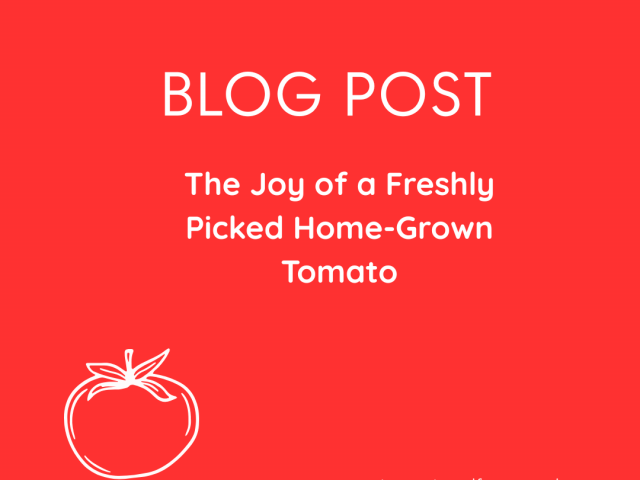 The Joy of a Freshly Picked Home-Grown Tomato