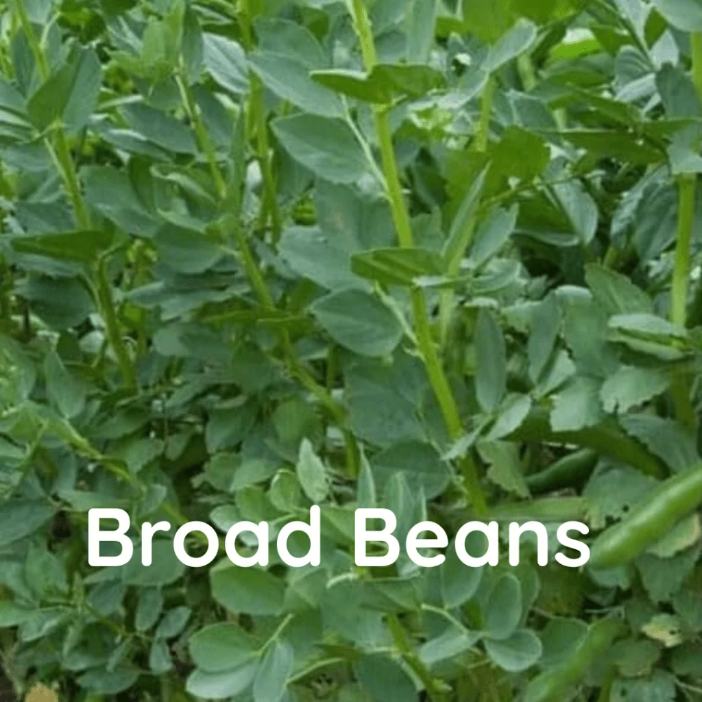 Broad Bean Plants