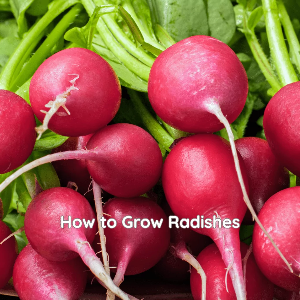Freshly harvested radishes.