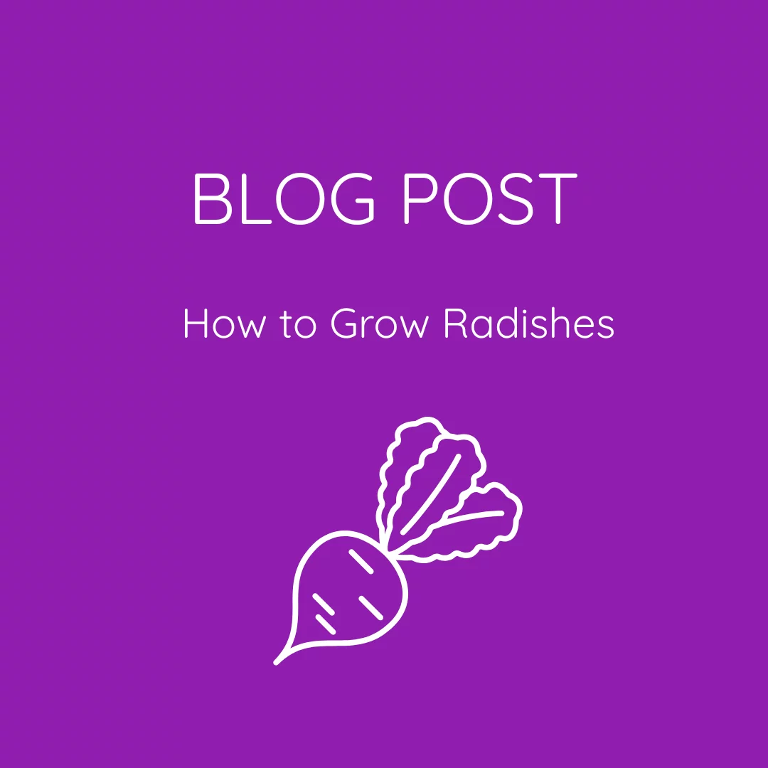 How to Grow Radishes at Home