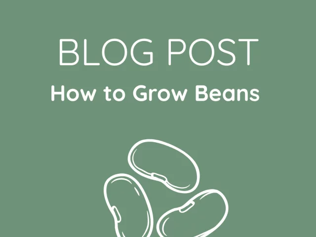 How to Grow Beans