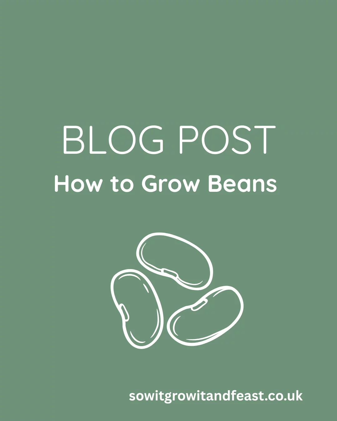 Blog Post How to Grow Beans Outline of beans Moss Green Background.