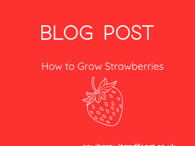 How to Grow Strawberries at Home