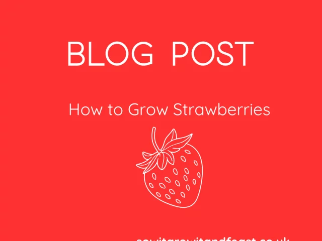 How to Grow Strawberries at Home