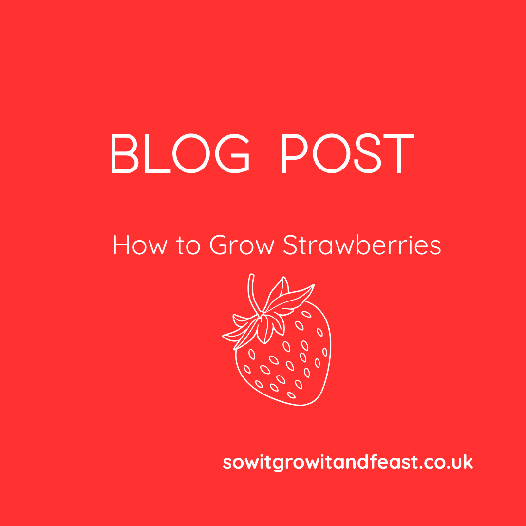 How to Grow Strawberries at Home