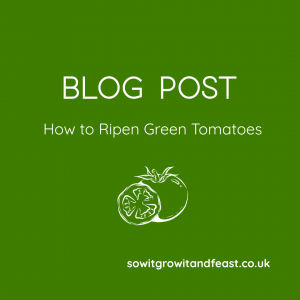Blog Post. How to Ripen Green Tomatoes