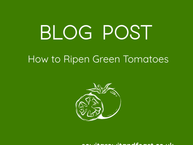 How to Ripen Green Tomatoes