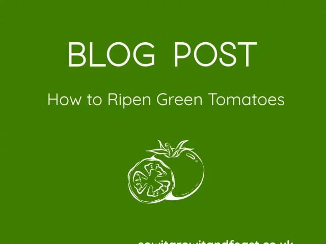 How to Ripen Green Tomatoes
