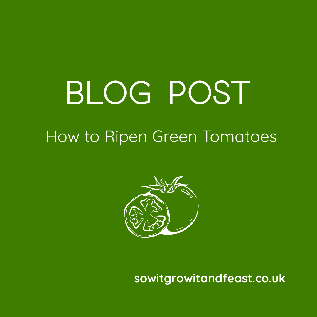 Blog Post. How to Ripen Green Tomatoes