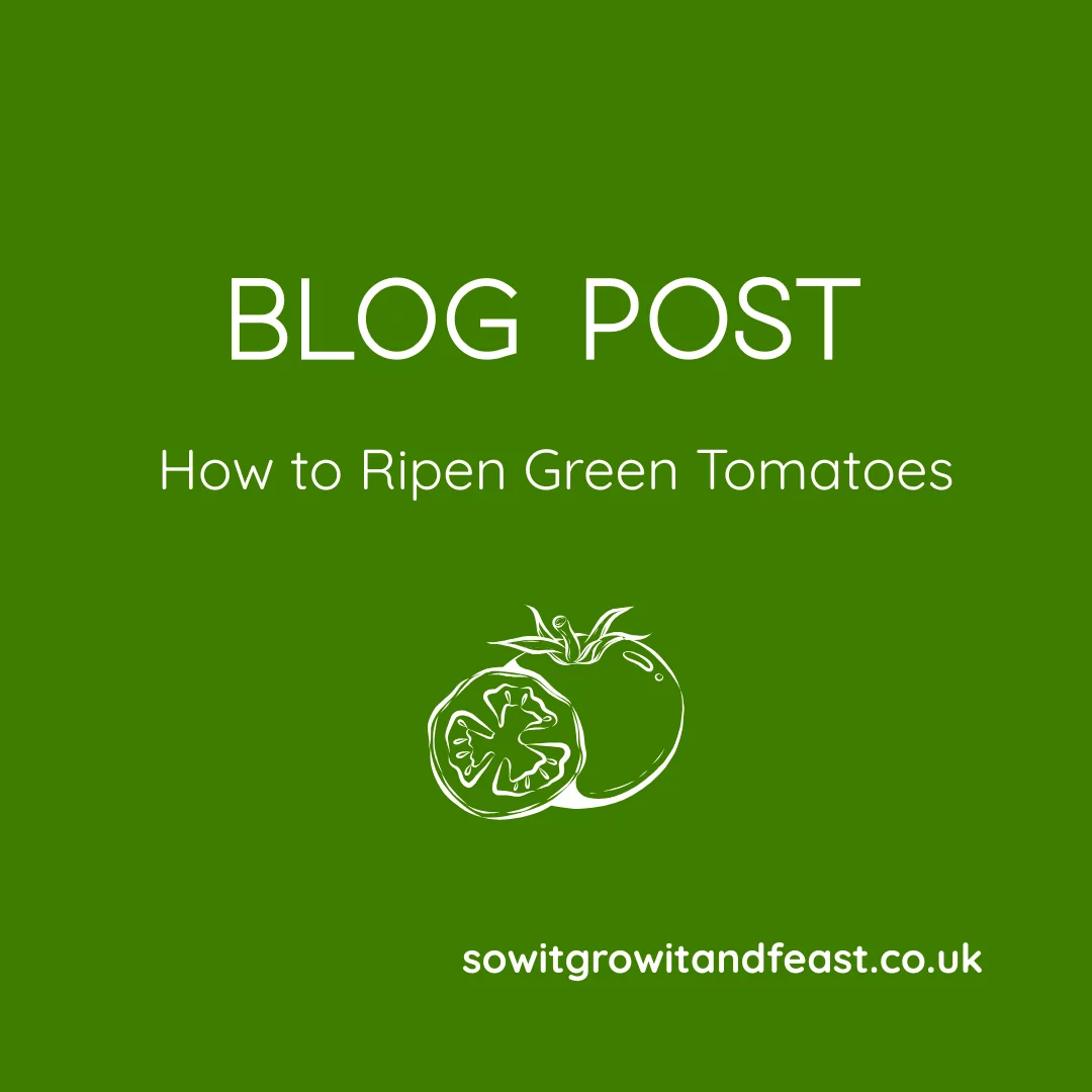 How to Ripen Green Tomatoes