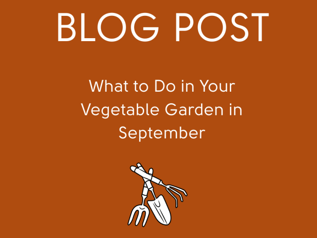 What to Do in Your Vegetable Garden in September
