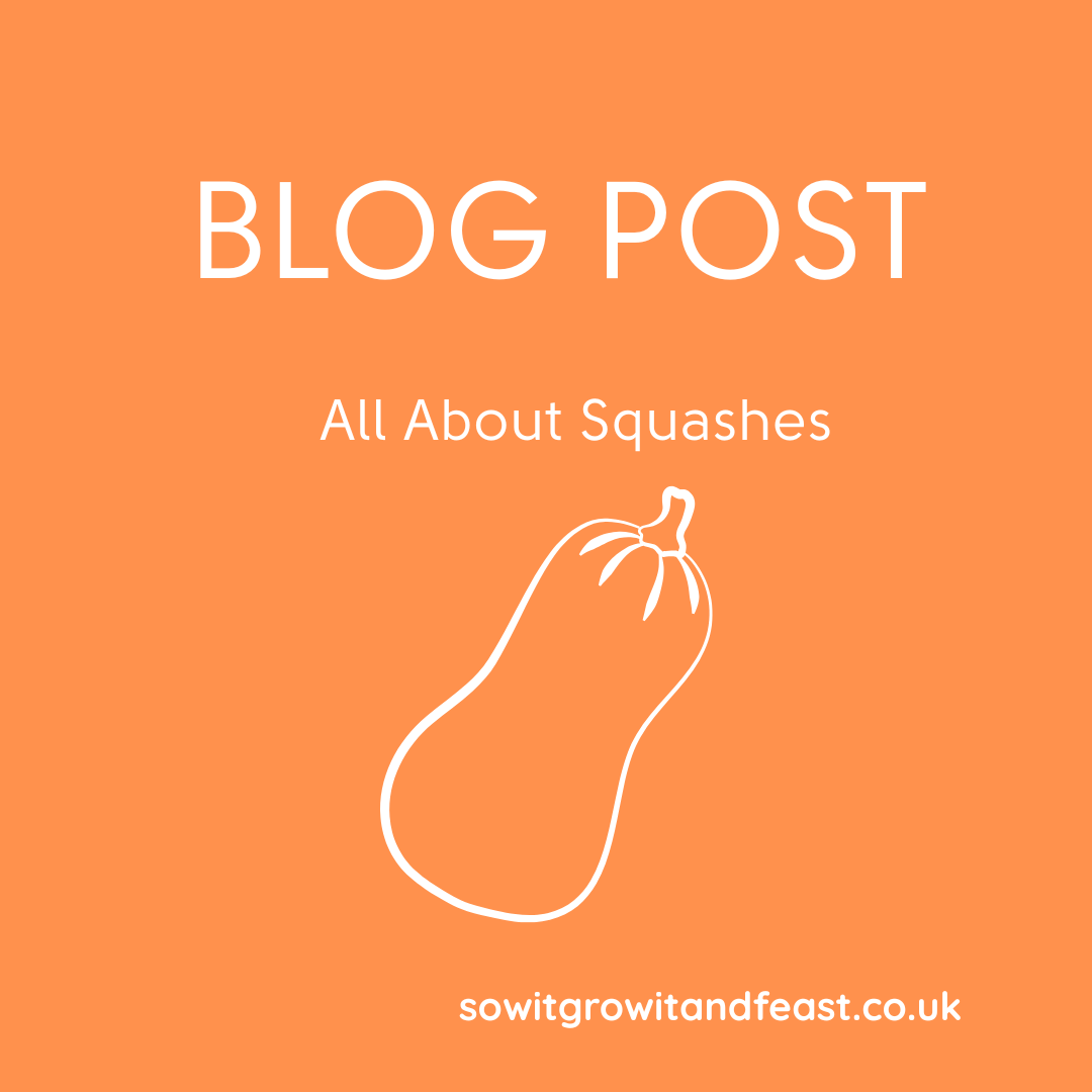 BLOG POST All About Squashes