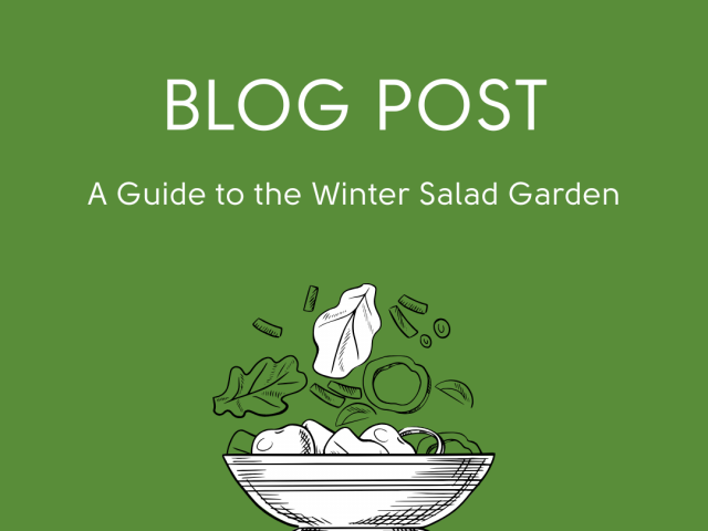 A Guide to the Winter Salad Garden