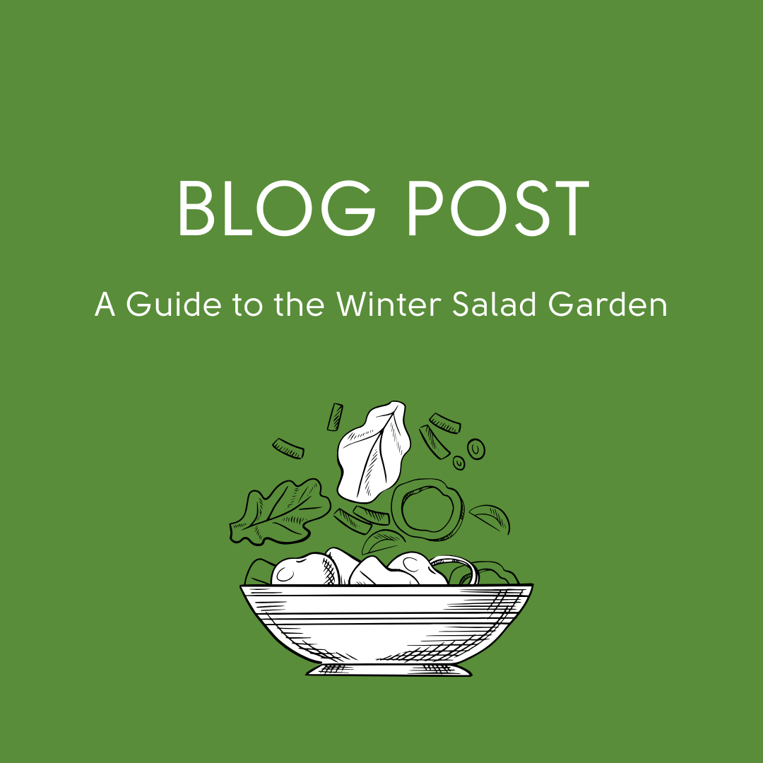A Guide to the Winter Salad Garden
