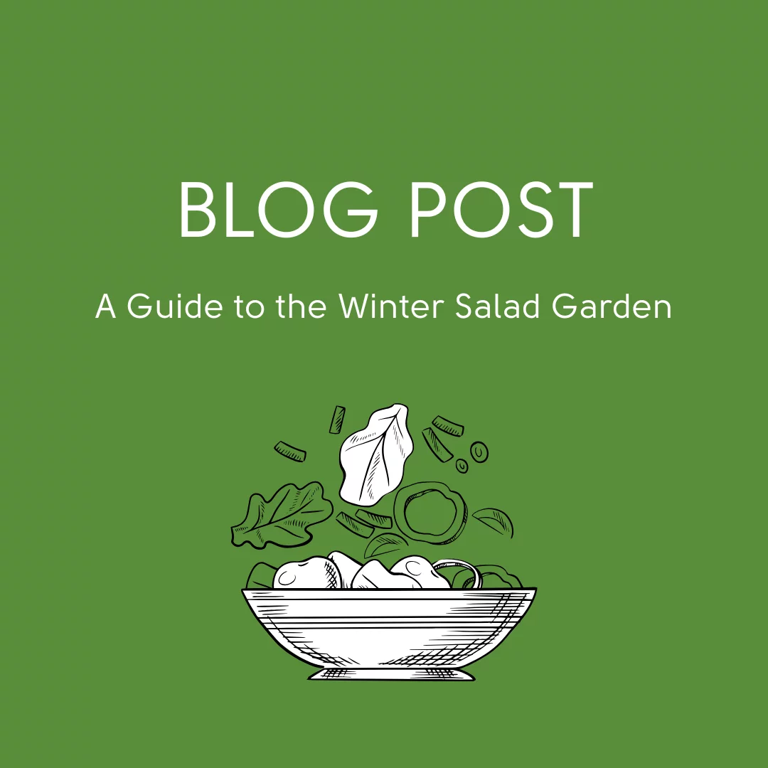 A Guide to the Winter Salad Garden