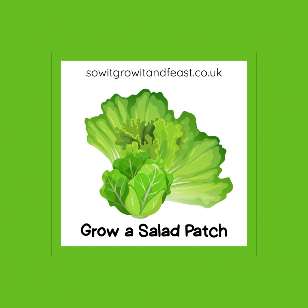 Grow a Salad Patch
Image: Lettuce and Salad leaves in Bright Greens