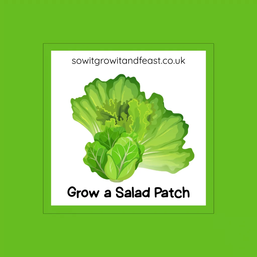 Grow a Salad Patch
Image: Lettuce and Salad leaves in Bright Greens