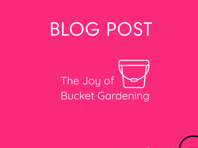 No Garden? No Problem. Discover the Joy of Bucket Gardening