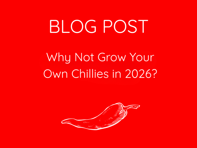 Why Not Grow Your Own Chillies in 2026?