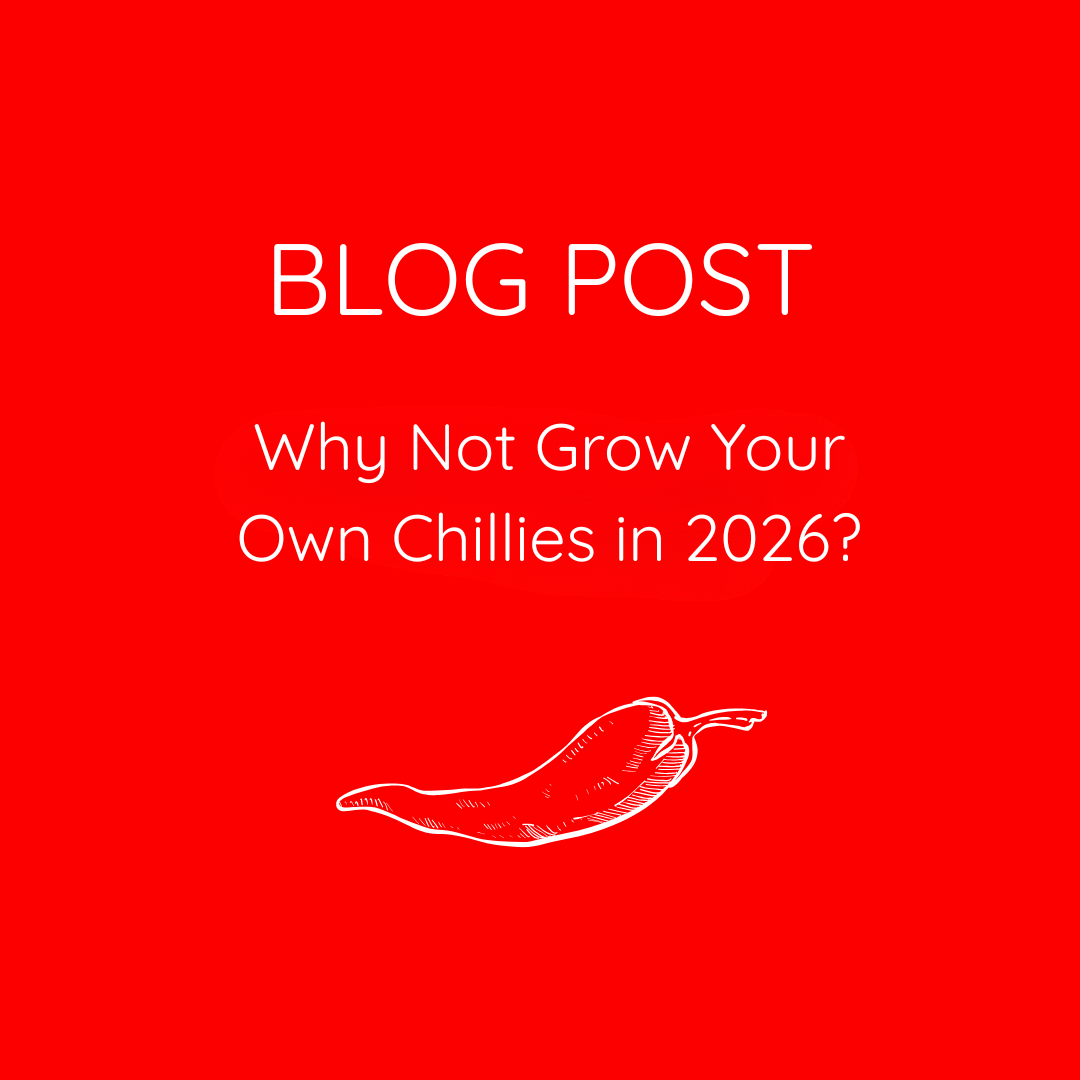 Blog Post. Why not gro wyour own chillies for 2026