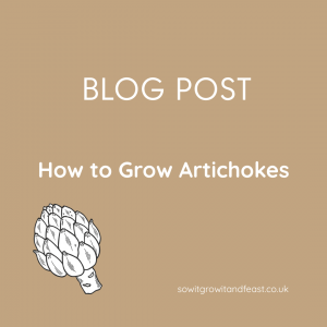 How to Grow Artichokes in the UK: A Gardener’s Guide to Globe Artichokes