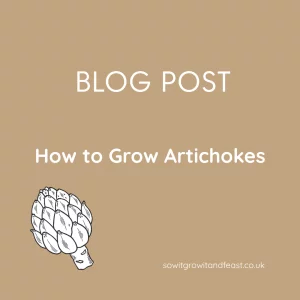 How to Grow Artichokes in the UK: A Gardener’s Guide to Globe Artichokes