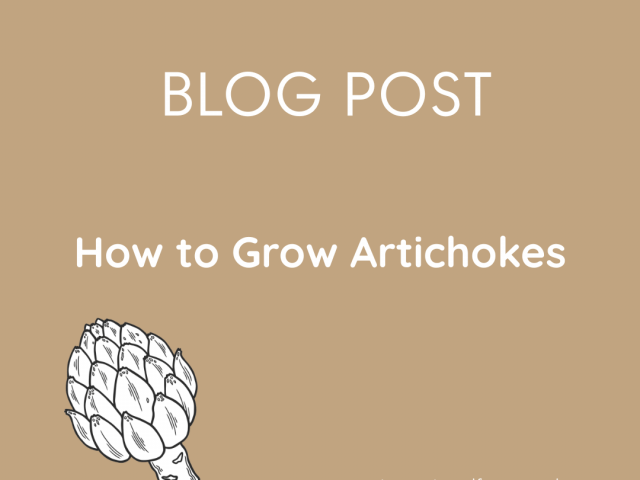 How to Grow Artichokes: A Guide to Globe Artichokes
