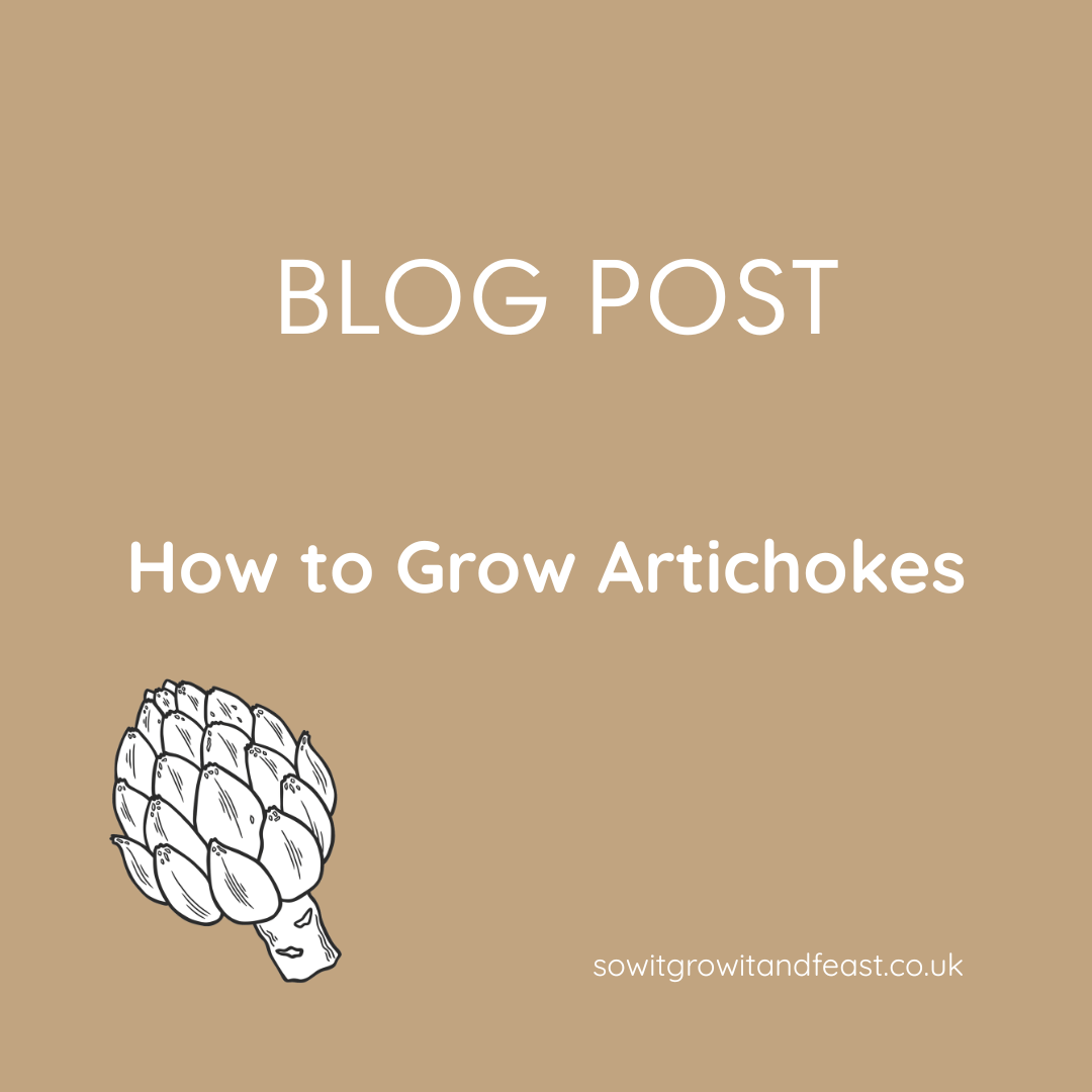 How to Grow Artichokes in the UK: A Gardener’s Guide to Globe Artichokes