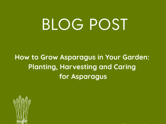 How to Grow Asparagus in Your Garden
