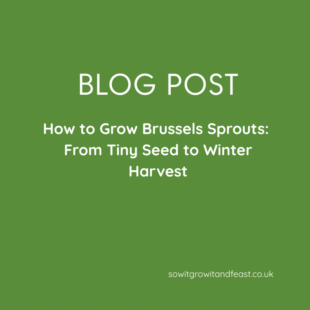 How to Grow Brussels Sprouts: From Tiny Seed to Winter Harvest