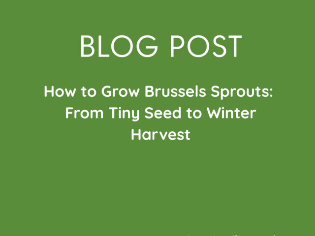 How to Grow Brussels Sprouts: From Tiny Seed to Winter Harvest