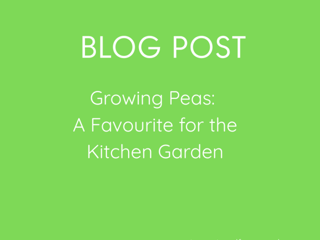 Growing Peas: A Favourite for the Kitchen Garden