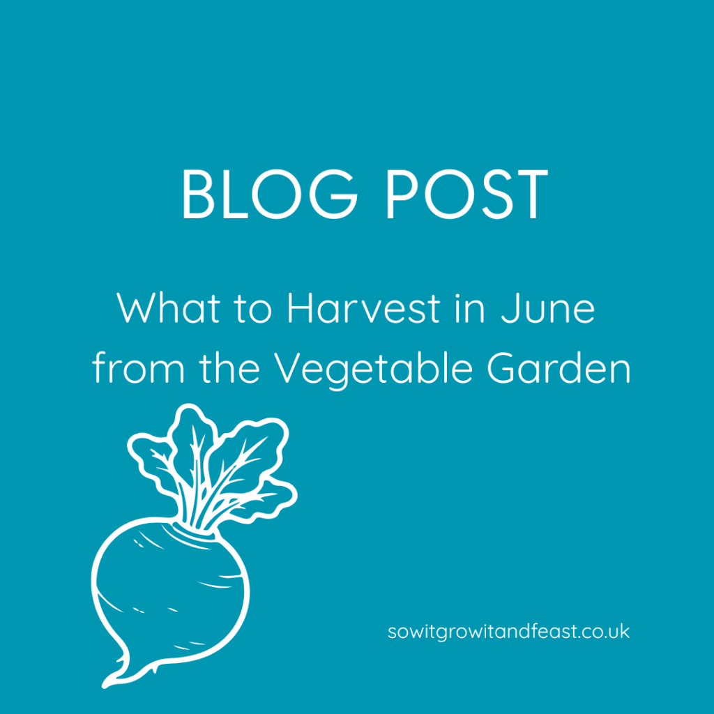 What to Harvest in June from the Vegetable Garden