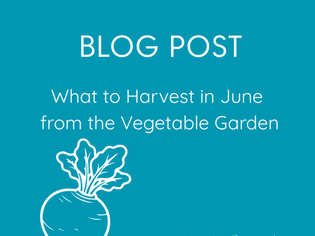 What to Harvest in June from the Vegetable Garden